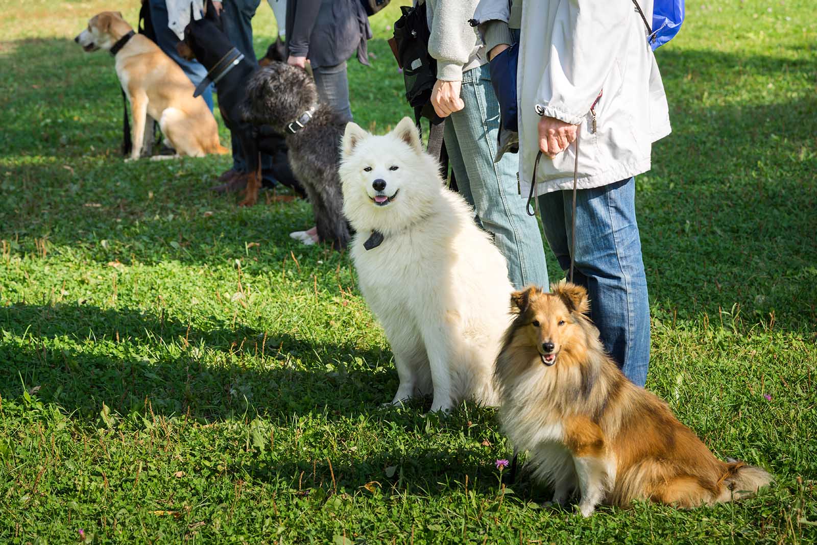 dogs being trained in outdoor class